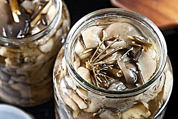 Como sal cogumelos ostra em casa rapidamente e saboroso: uma receita em bancos para o inverno