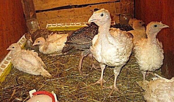 Bronze turkeys, description of breeds: broad-breasted, French, North Caucasian