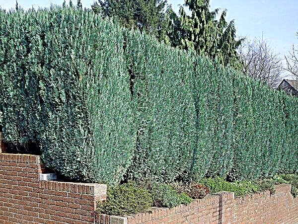 Cypress Lavson Columnaris (Chamaecyparis Lawsoniana Columnaris): une variété de Glauca, soins et atterrissage, description et photo