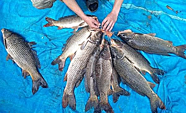Carpa comum na região de Moscou: pesca na carpa comum na região de Moscou, onde é encontrada e onde você pode pescar gratuitamente
