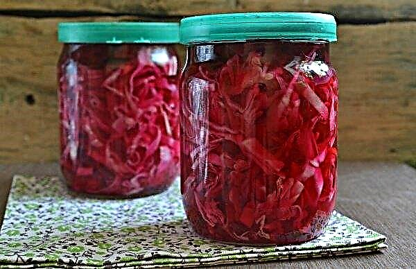 How to pickle cabbage with beets for the winter quickly and tasty in a jar: the best recipes