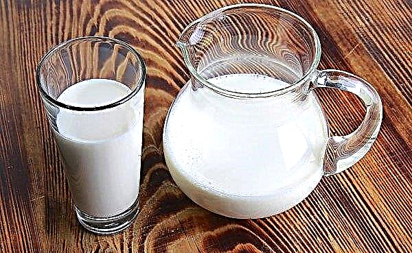 Ovčí mléko pro lidskou výživu: prospívá a poškozuje tělo, složení a obsah tuku, srovnání s kravami