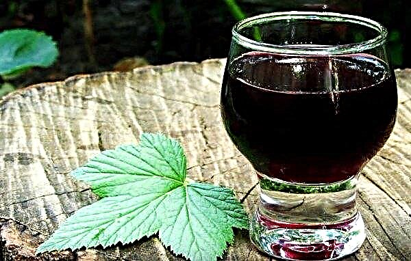 Moonshine and tincture on frozen blackcurrant: home-made recipes with photos