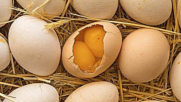 1つの卵に2つの卵黄：それは正常です、なぜ鶏はそのような卵を運んでそれらを使用できるのですか、民俗標識