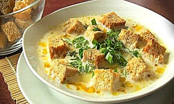Grybų sriuba su grietinėlės sūriu, grybų sriuba su grietinėle ir sūriu