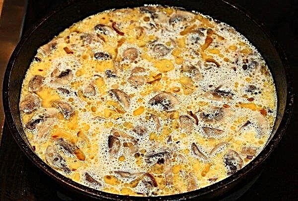 Nấm porcini chiên với khoai tây: cách xào với hành tây và kem chua, công thức nấu ăn
