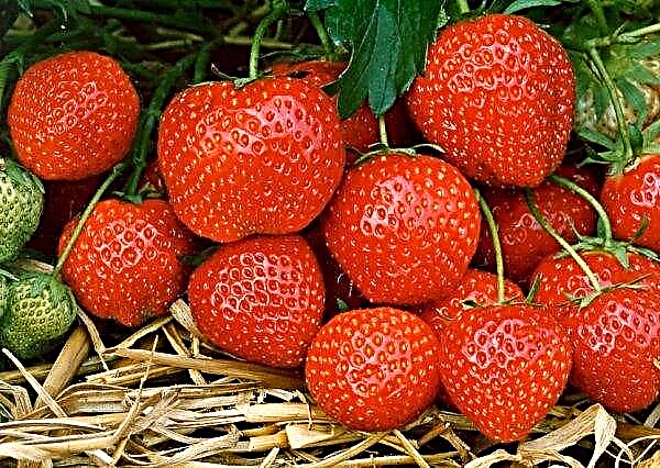 Strawberries Elvira: description, characteristics, breeding methods, planting features, photos