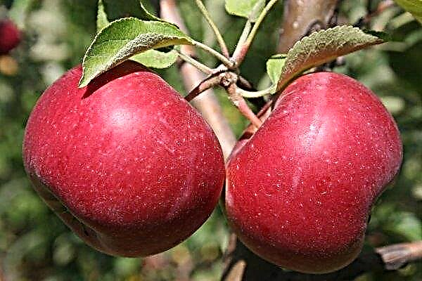 What kind of apples is the most useful for a person, how do green apples differ from red ones