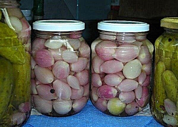 Whole pickled onions for the winter in jars: recipes, description, photo