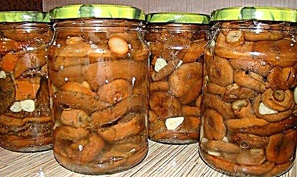 Marinated saffron mushrooms: recipes for the winter, spicy marinade, hot pickling, in jars