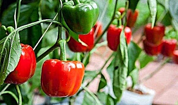 The leaves of peppers turn yellow in the greenhouse: what to do, how to fight with the help of chemical and folk remedies, photo