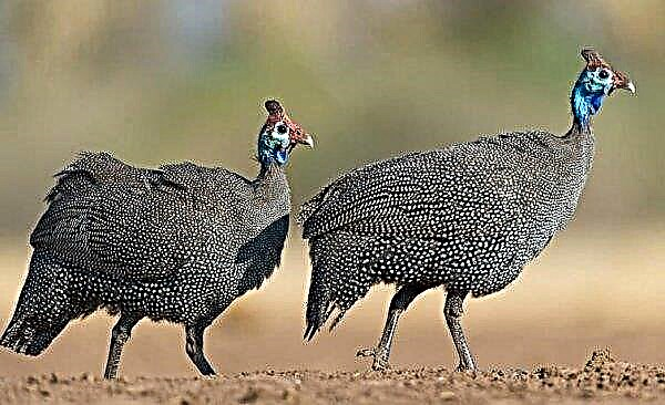 Guinea fowl: how to distinguish a female from a male, photo