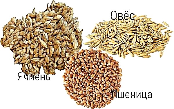 Humidité de l'orge pendant le stockage: norme autorisée, est-il possible de stocker mélangé avec du blé, à quelle température le brassage et le grain ordinaire sont-ils séchés