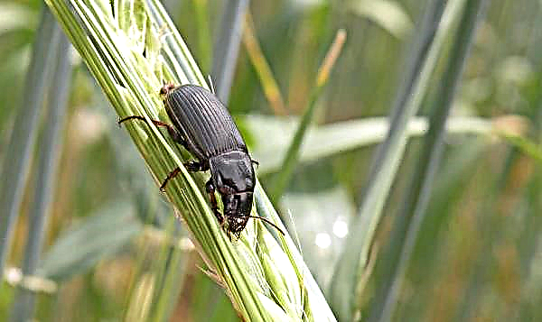 Variedad de trigo Bagrat: características y descripción, cuál es el rendimiento del trigo de invierno, siembra y cuidado
