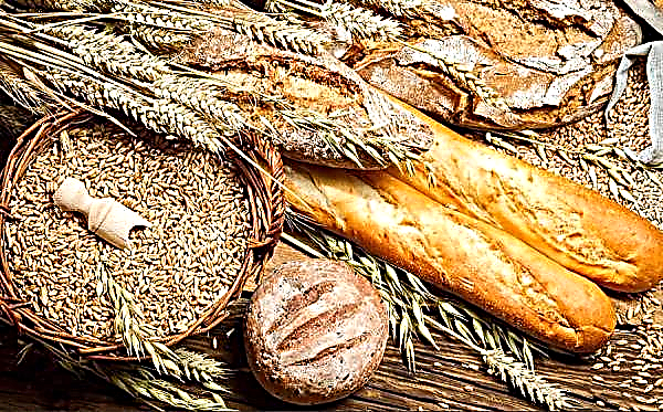 Quelle est la différence entre l'épeautre et le blé, est-ce la même chose ou non, quelle est la différence et ce qui est plus utile, les principales différences de composition et de propriétés