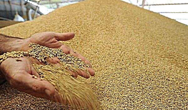ارماك القمح الشتوي: خصائص الصنف ووصفه وانتاجيته ومعدلات البذر