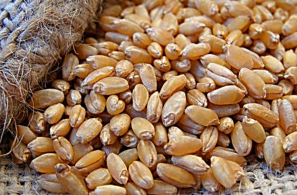 Pšenica Bezostaya 100: charakteristika a opis odrody zimy, jej úroda a sadivo, pravidlá pestovania