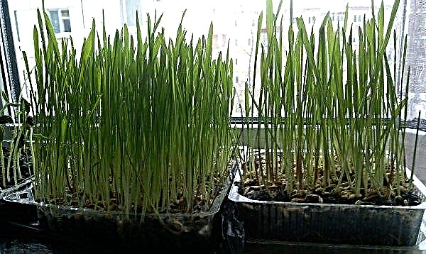 Как да отглеждаме пшеница у дома: как да засадим на перваза на прозореца, как да засадим правилно в земята в близост до къщата, възможно ли е да се засади