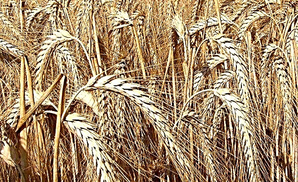 Roggen und Weizen: Wie Getreide aussieht, was üblich ist und wie man es unterscheidet, Foto
