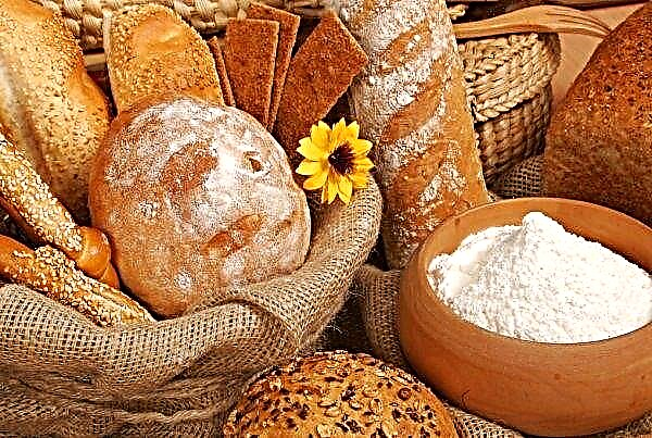 Which is better - rice flour or wheat: their caloric value in comparison, the advantage in the ratio, what is the difference and the difference between them, which is more useful