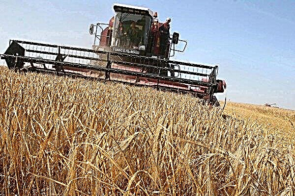 Gerstenanbautechnologie: Wie wächst bei der Ernte in Russland die Reifezeit von Frühling und Winter, die Gerstenaussaat pro 1 ha?