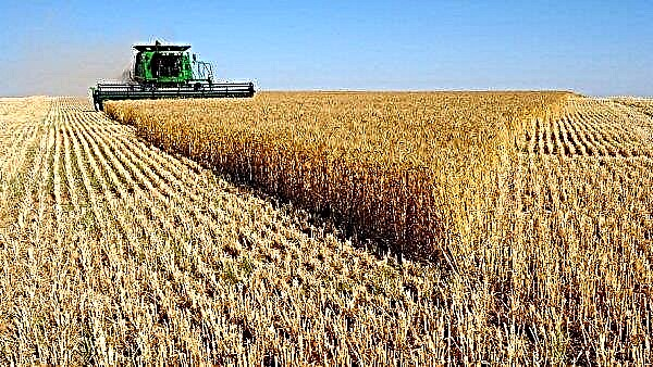 När man ska ta bort korn från fältet, vid vilken luftfuktighet och i vilken månad skörden skördas, skärhöjden och skördetiden