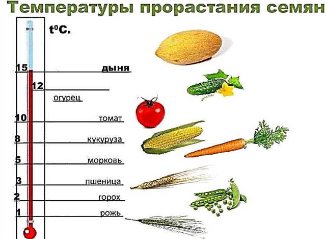 Proljetna i zimska kultura uzgoja, učinak mineralnih gnojiva, količina sjetve po 1 ha u kg, kako saditi u vrtu