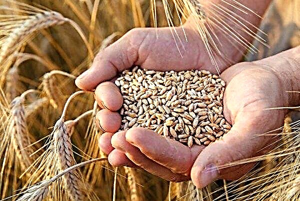 Qual é a diferença entre trigo duro e macio: qual é a diferença entre tipos, principais diferenças e quais variedades são mais úteis