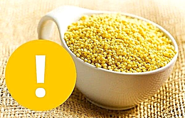 Millet porridge and millet: calorie content and BJU, does it contain gluten, chemical composition, benefits and harms to the body and health, medicinal properties in medicine