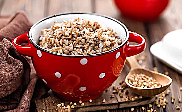 Steamed buckwheat: good or harm, calorie-free without salt, is it possible to eat raw, how does it differ from boiled
