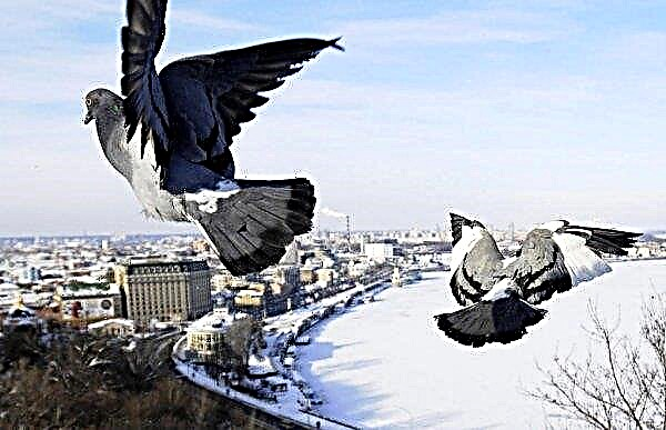 L'entretien des pigeons en hiver: quoi nourrir, rénovation