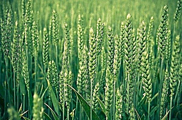 Pšenica ako zelené hnojivo: klady a zápory, je možné zasiať na jeseň a na jar, ktorá zima alebo jar je lepšia, kedy je možné osiať a pochovať, ako sa zbaviť v záhrade