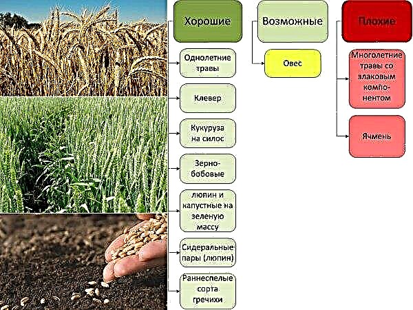 Сортове за зимна пшеница Степ: характеристики и описание, добив и сеитба