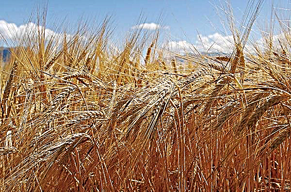 Rendimiento de cebada: promedio por hectárea en Rusia, cuánta cosecha de primavera e invierno se puede cosechar, cómo calcular