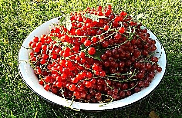 Variety of redcurrant Andreichenko: appearance, features and description, photo
