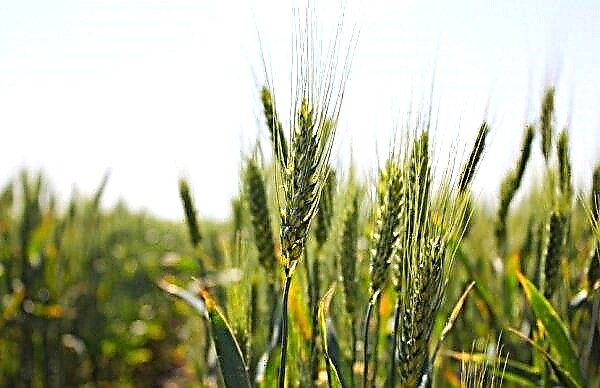 Yuka wheat: characteristics of the winter variety and its description, yield and grain quality, reviews