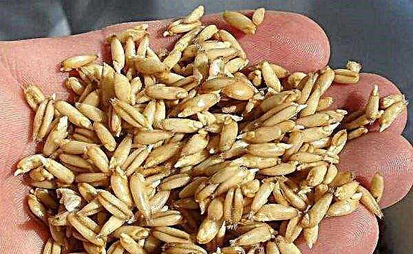 Sprouted oats: the benefits and harms of sprouts, how to consume seedlings, medicinal properties and contraindications, what is beneficial for a person, how to take