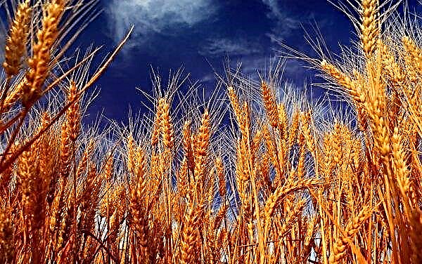 Triticale - lai giữa lúa mì và lúa mạch đen, khác với lúa mì thông thường
