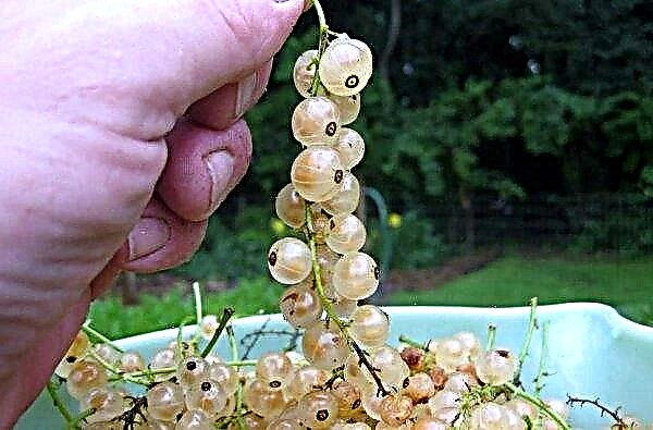 Large-fruited variety of white currant Versailles: appearance and description, standard form, photo, reviews