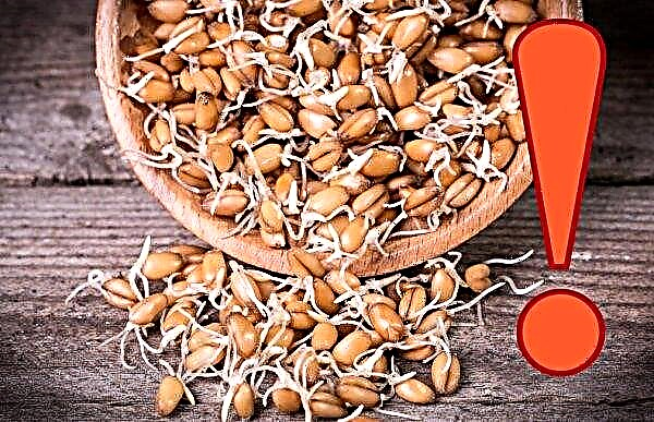 Germinated wheat: the benefits and harms, how to consume sprouts, how many grains there are, what is beneficial for the body of women and men, how to eat