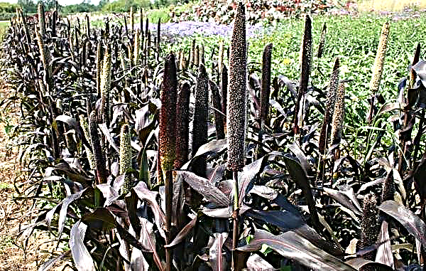 Αφρικανικό κεχρί: ένα χορτώδες φυτό για ανοιχτό έδαφος, μια φωτογραφία και περιγραφή ενός μωβ διακοσμητικού είδους, η καλλιέργειά του από σπόρους