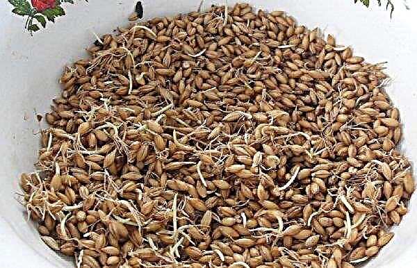 Germinated barley: its benefits and harms, grain properties for the body, the chemical composition of sprouts, how to use it correctly