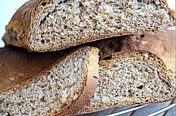 ¿Qué es la fibra de trigo, cómo tomarla, el uso correcto para perder peso, sus beneficios y daños?