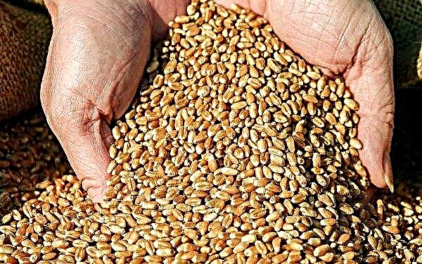 Sceptre de blé d'hiver: description et caractéristiques de la variété, quels sont les taux de semis, la productivité
