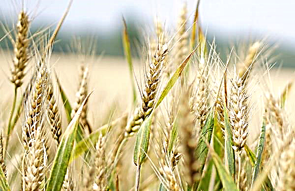Varietas gandum Guntur: karakteristik dan deskripsi varietas, berapa laju penyemaian dan hasil panen, jumlah biji-bijian di telinga