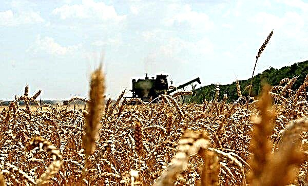 Където се отглежда пшеница в Русия: кои сортове растат в страната, твърди и меки, зимни и пролетни видове, техните характеристики, градове и райони на отглеждане