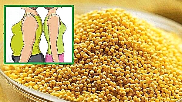 From which cereal millet is made: how it grows and what it is, what it looks like, from which plant millet cereal is obtained, as millet porridge is called