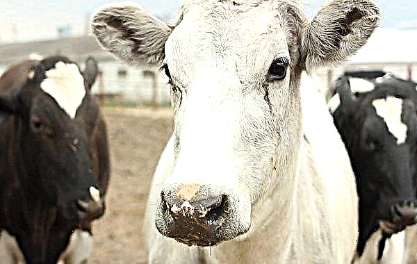 Mastitis en una vaca (ganado): tratamiento (medicamentos, remedios caseros) causas, síntomas y diagnóstico, prevención