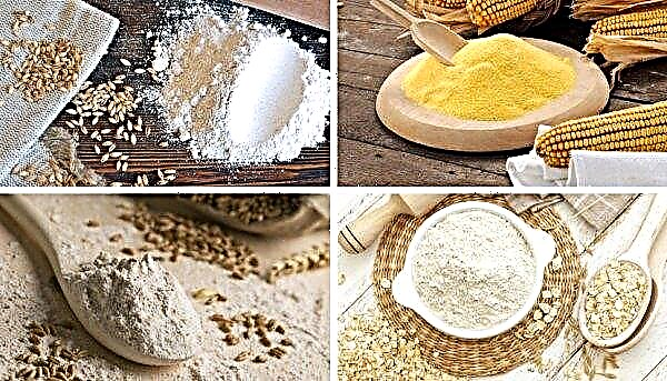 Alergia al trigo: síntomas en un niño y adultos, qué alimentar, qué no comer, tratamiento de la enfermedad, cómo reemplazar la harina de trigo