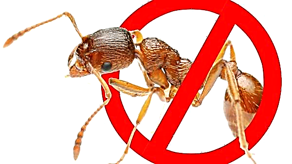 Hirse von Ameisen in einem Sommerhaus: Warum haben sie Angst vor Grütze, hilft es im Garten, wie man Gartenschädlinge auf volkstümliche Weise loswird